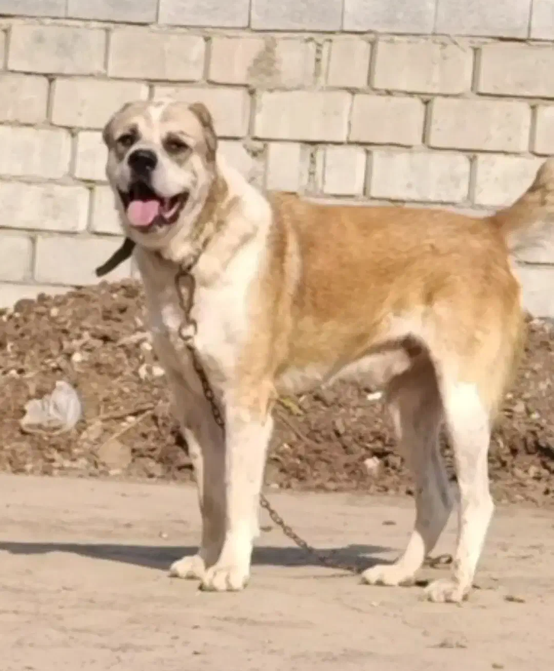 سگ آلابای. خراسانی|سگ|تهران, جوادیه|دیوار