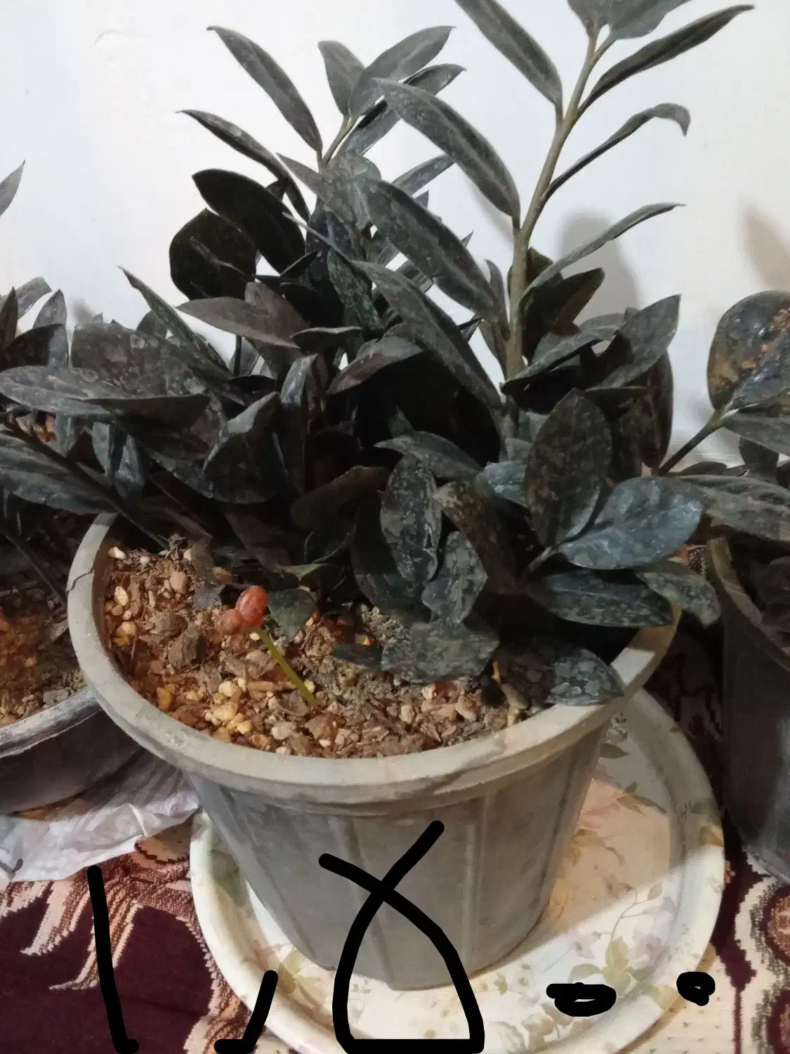 زاموفیلیابلک|گل و گیاه طبیعی|گلپایگان, |دیوار