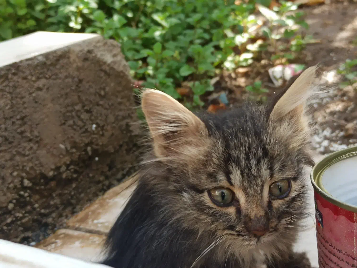 واگذاری گربه|گربه|داراب, |دیوار