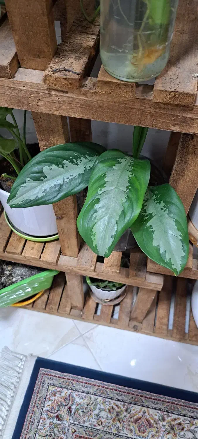 ماهی|ماهی|کرج, شاهین‌ویلا|دیوار