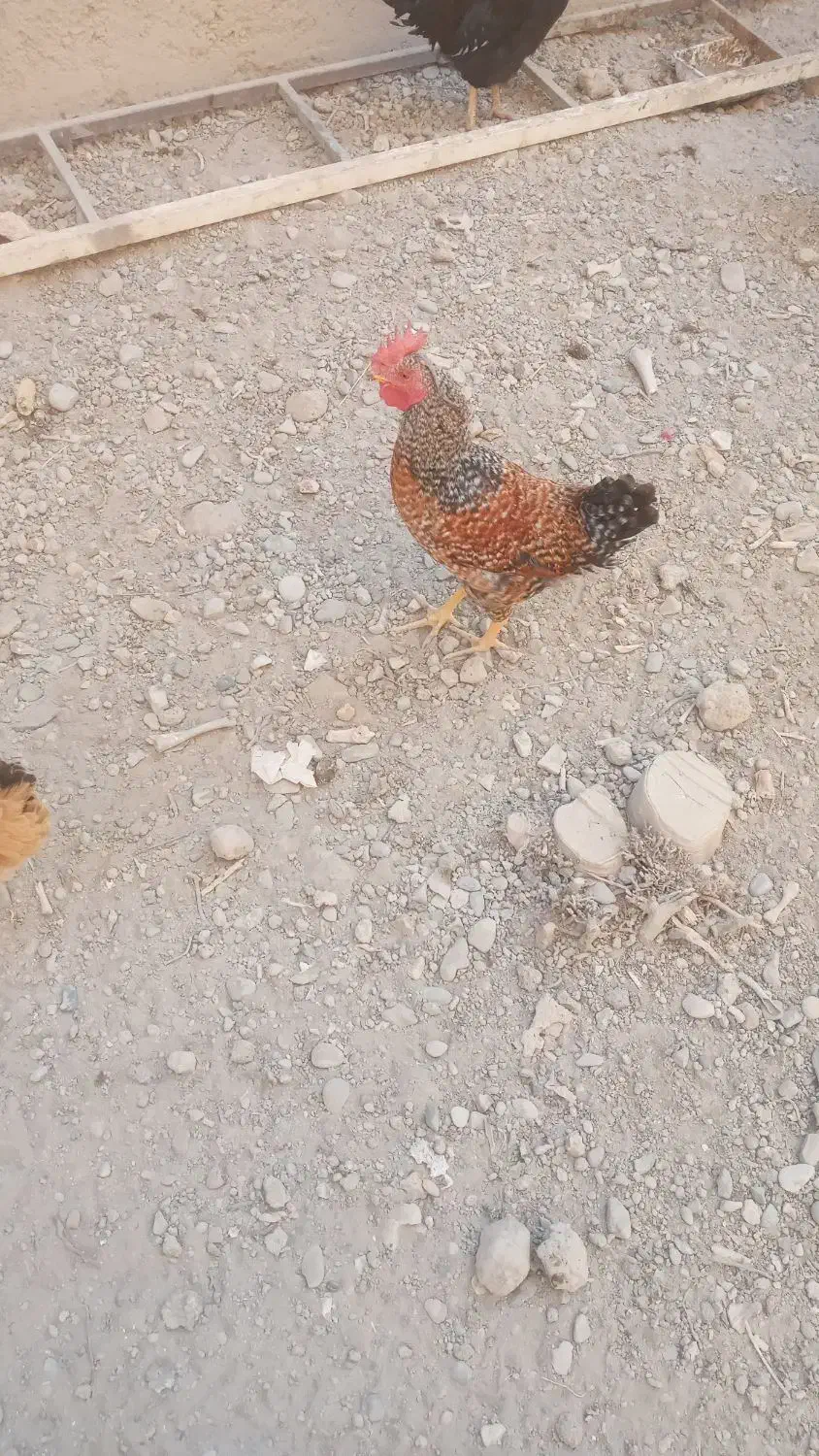 خروس فروشی|حیوانات مزرعه|ماهدشت, |دیوار