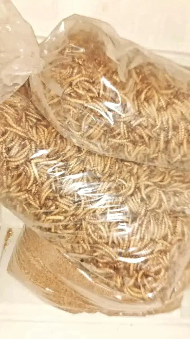 کرم میلورم و سوپرورم موجود است|خزنده|تهران, آذری|دیوار