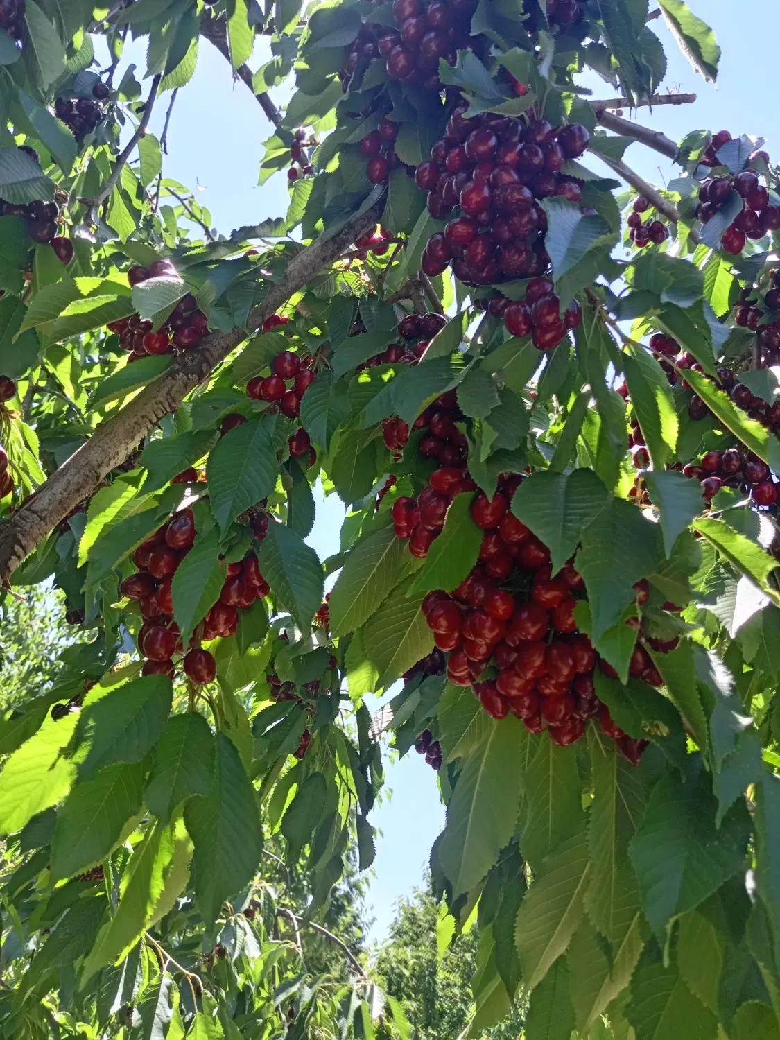 کارگر|خدمات باغبانی و درختکاری|سیلوانه, |دیوار