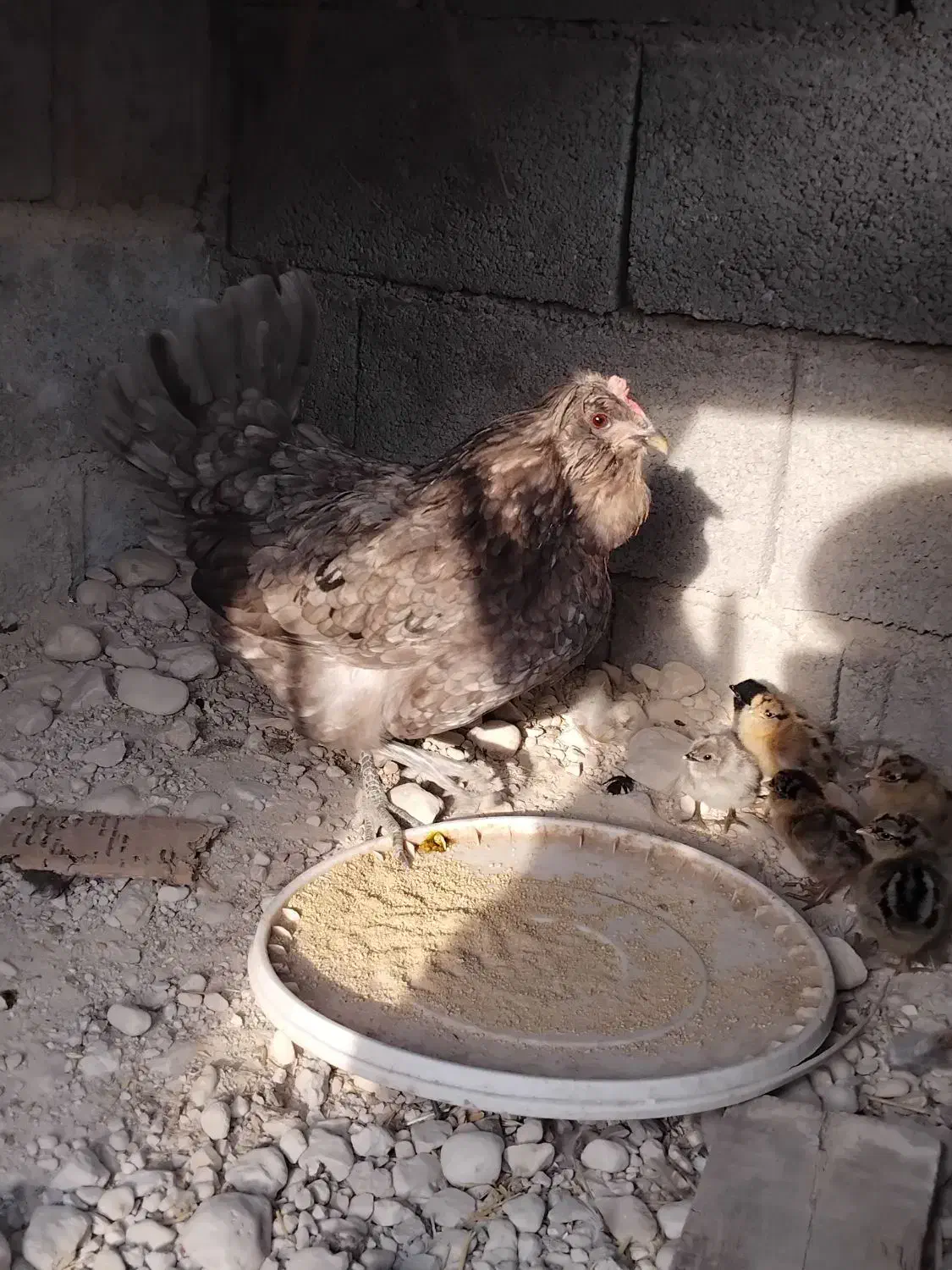 مرغ باجوجه|حیوانات مزرعه|آبدان, |دیوار