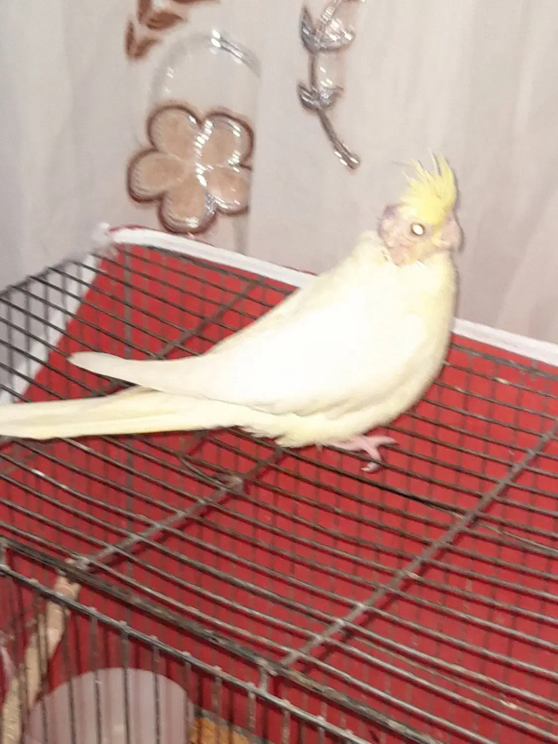 عروس هلندی|پرنده|بم, |دیوار