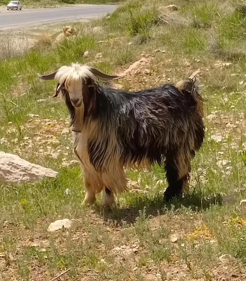 دبر|حیوانات مزرعه|بابا حیدر, |دیوار