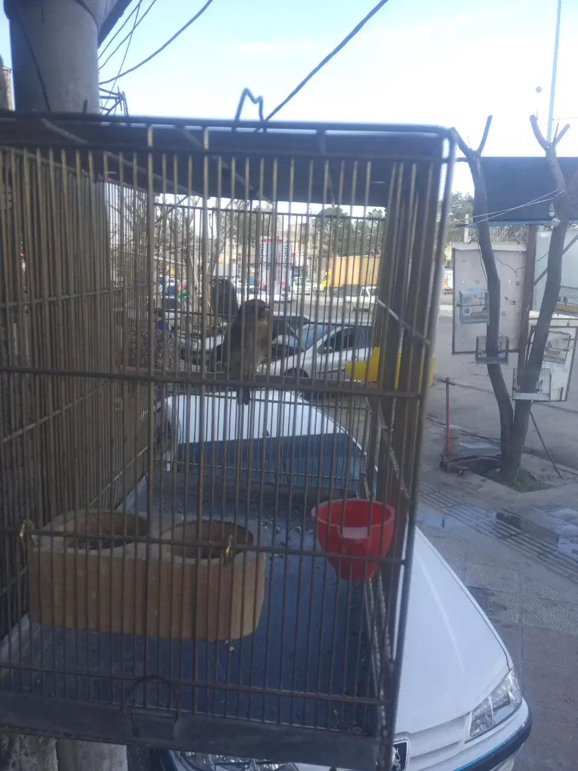 سهره نر|پرنده|رباط‌کریم, الارد|دیوار