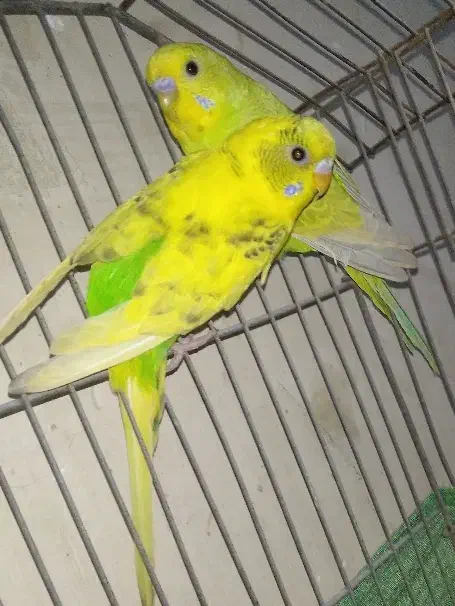 قناری خوش آواز|پرنده|خرمشهر, |دیوار