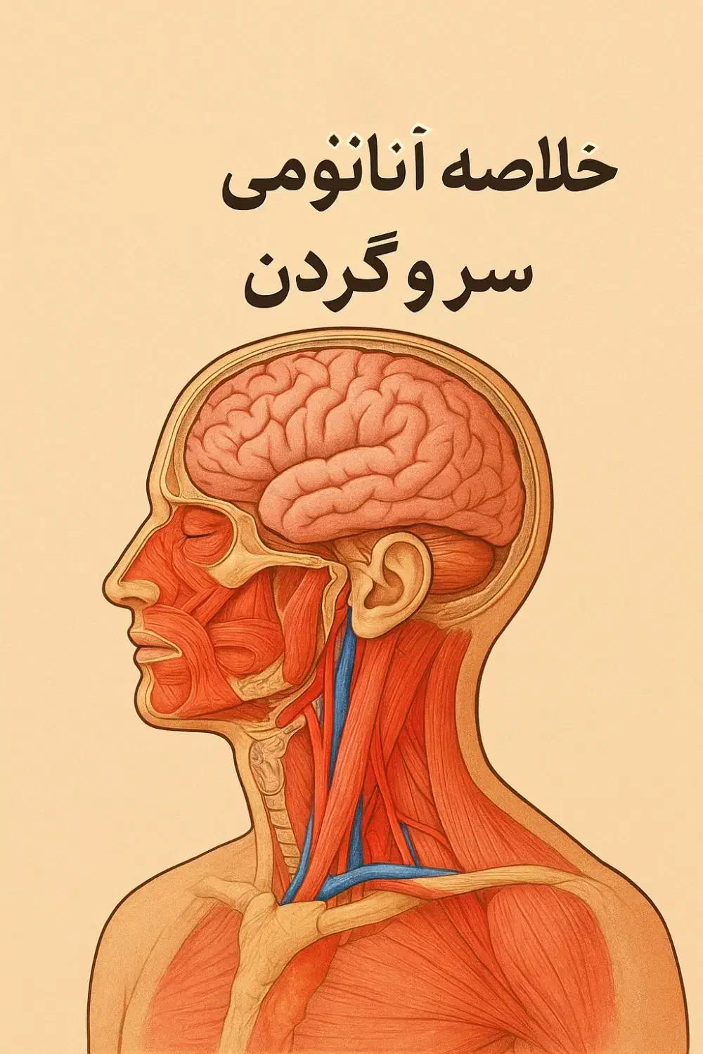 خلاصه آناتومی سر و گردن|خدمات آموزشی|اراک, |دیوار