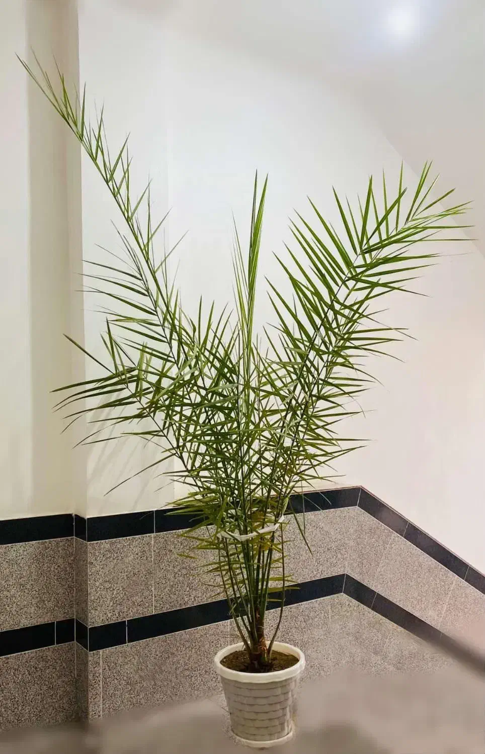 نخل خرما|گل و گیاه طبیعی|میاندوآب, |دیوار