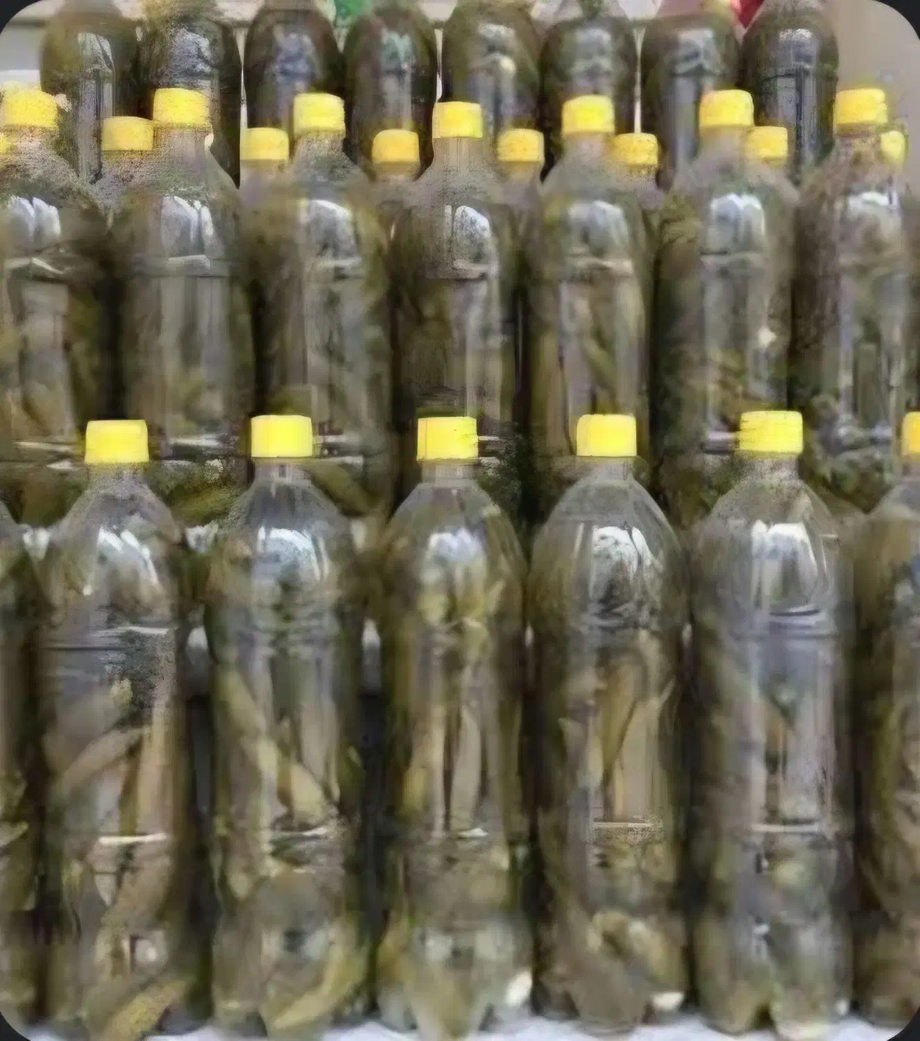 خیار شور فروشی|خوردنی و آشامیدنی|سراب, |دیوار