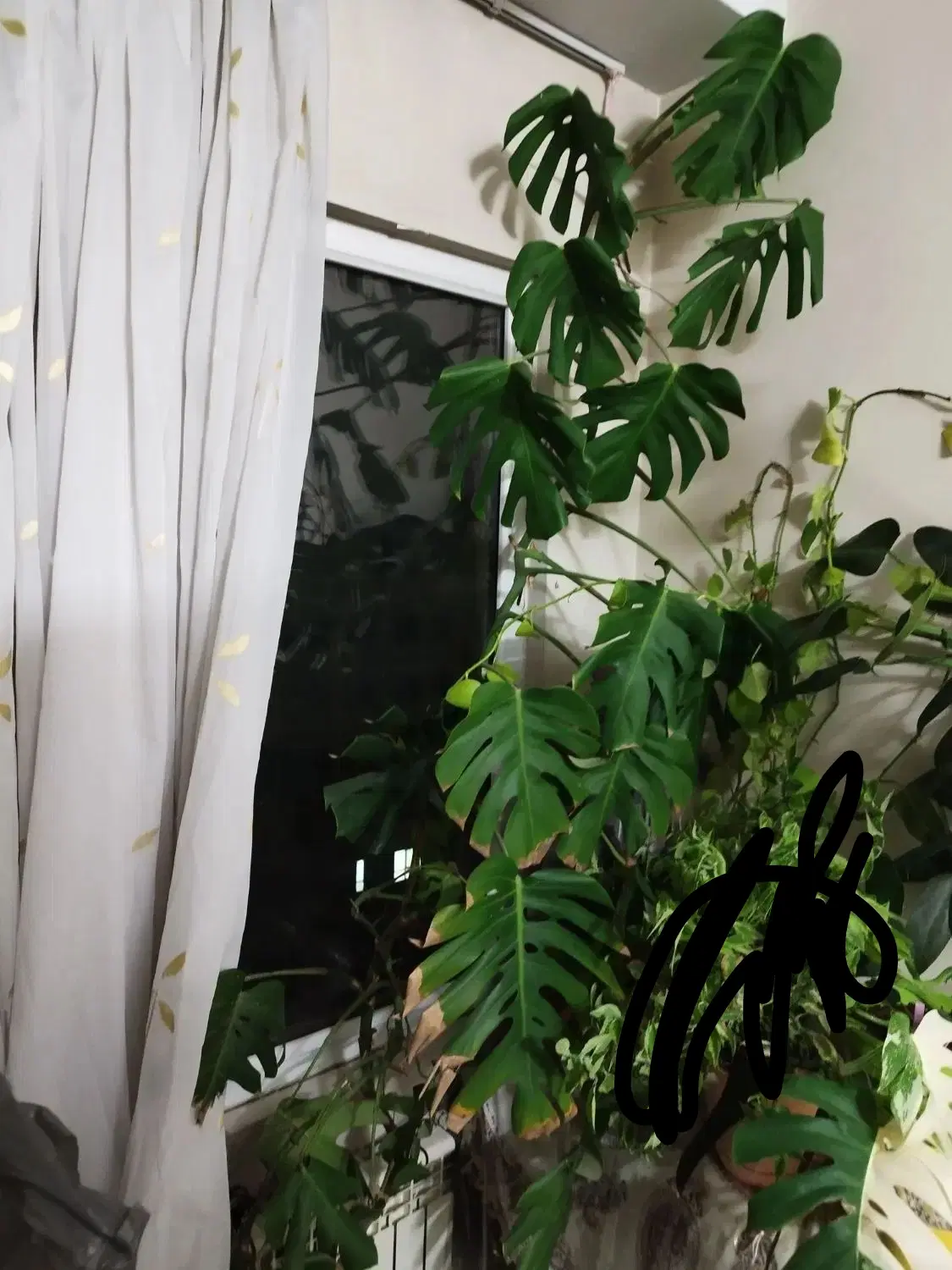 برگ انجیری سبز و ابلق|گل و گیاه طبیعی|تهران, حکیمیه|دیوار