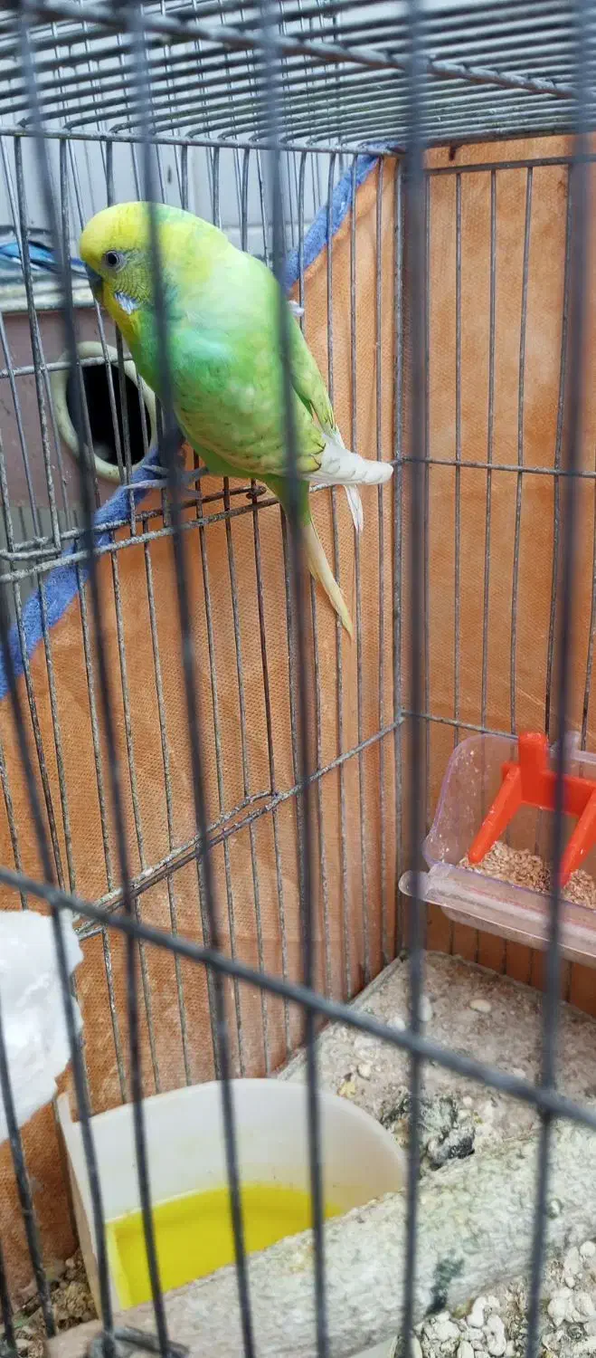 مرغ عشق|پرنده|جوانرود, |دیوار