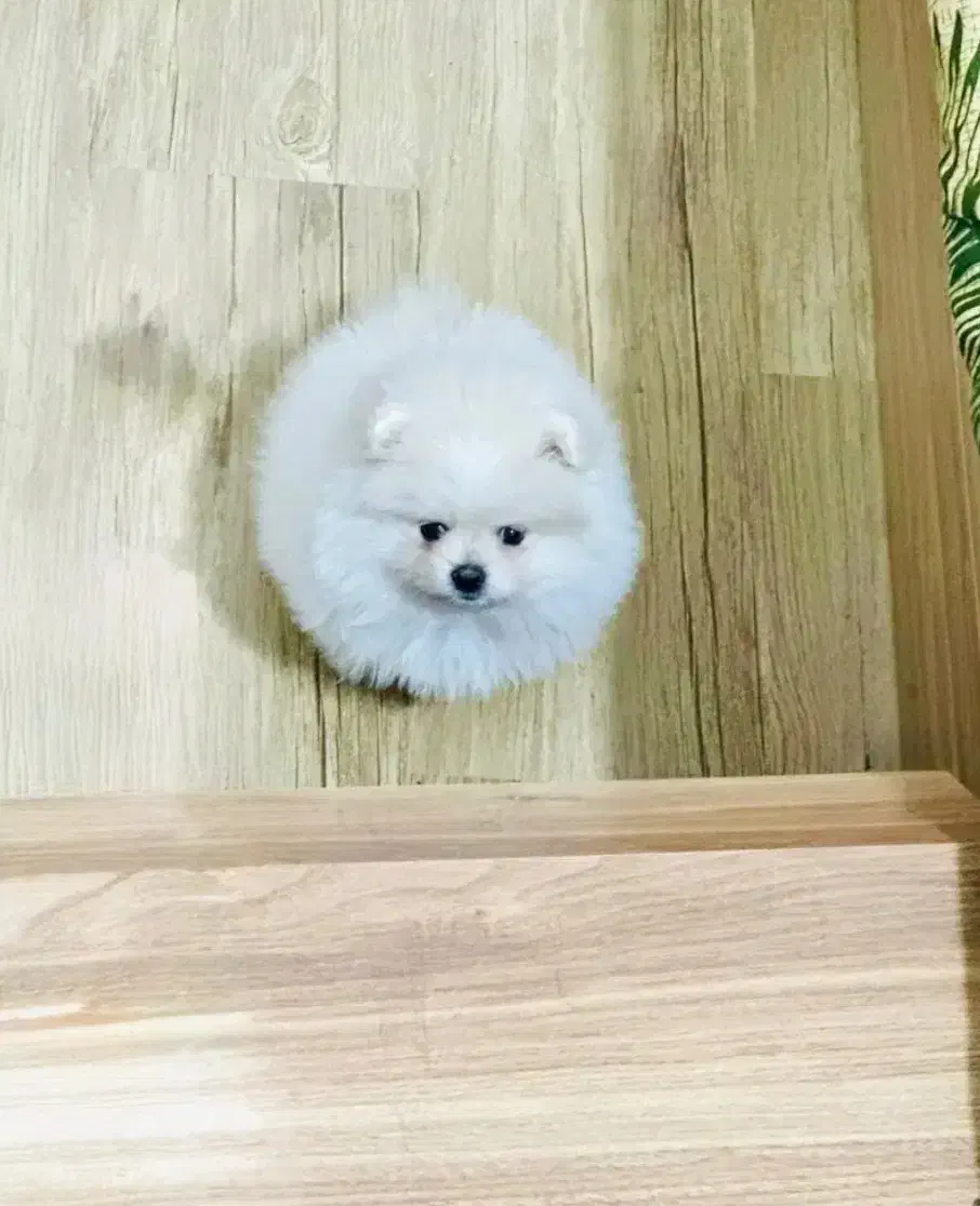 سگ پامر قیمت باور نکردنی|سگ|چادگان, |دیوار