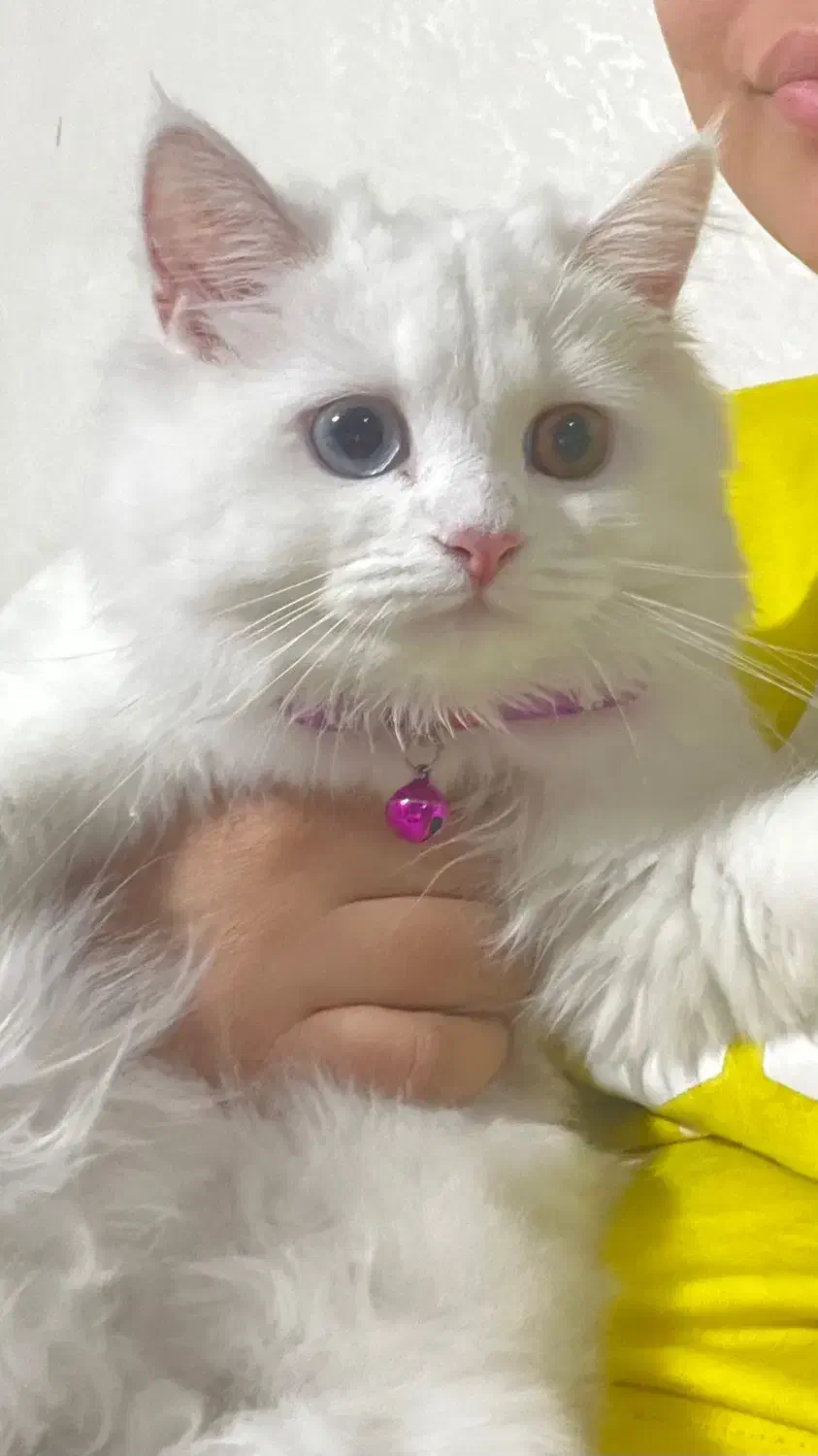 گربه بریتیش|گربه|پاکدشت, پاکدشت (مامازند)|دیوار