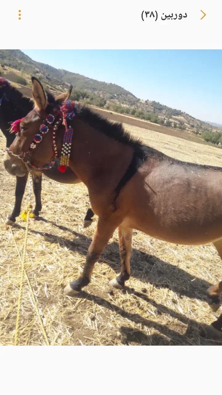 باری سواری|حیوانات مزرعه|بانه, |دیوار