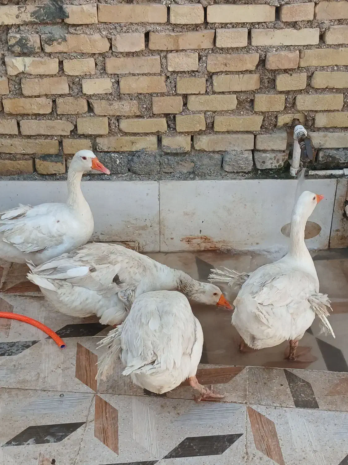 غاز|پرنده|کارون, |دیوار