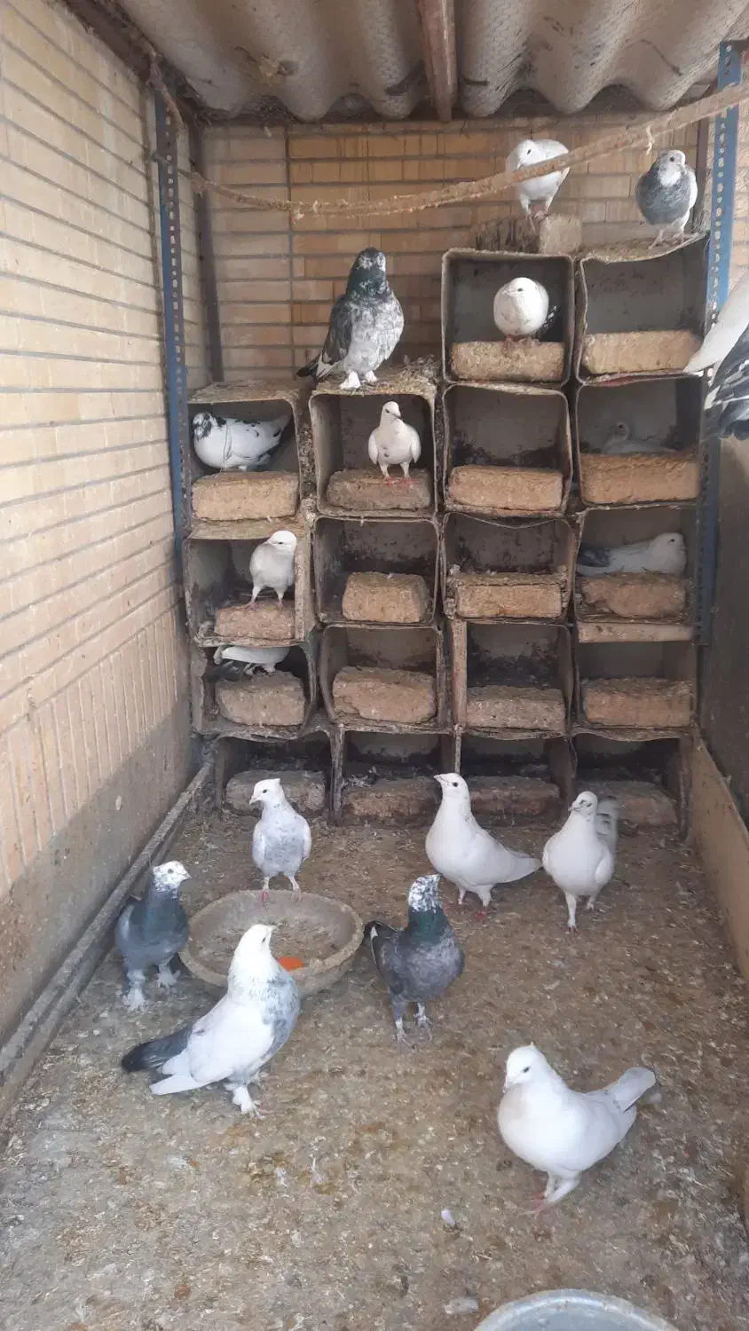 فروش کبوتر|پرنده|شاهین‌شهر, عطار|دیوار