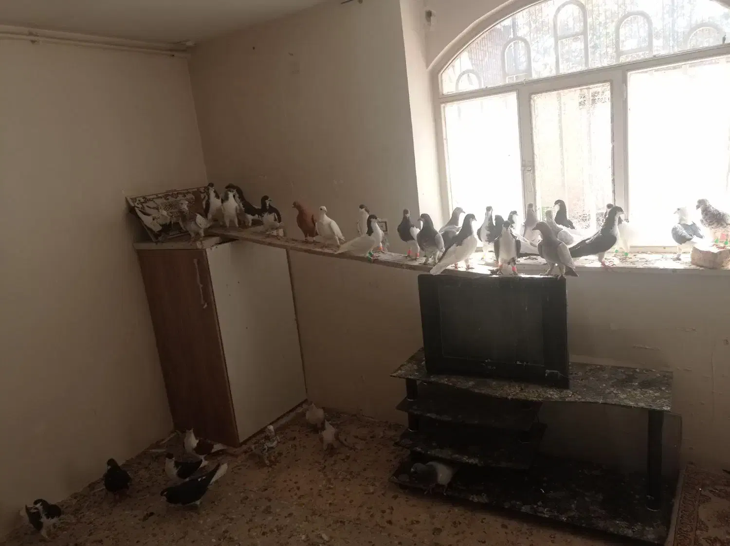 کبوتر|پرنده|قزوین, |دیوار