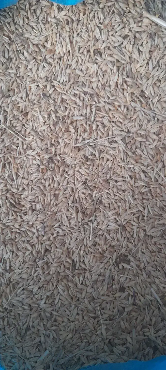 جوعربی برای کاشت  درجه یک|لوازم جانبی حیوانات|رامشیر, |دیوار