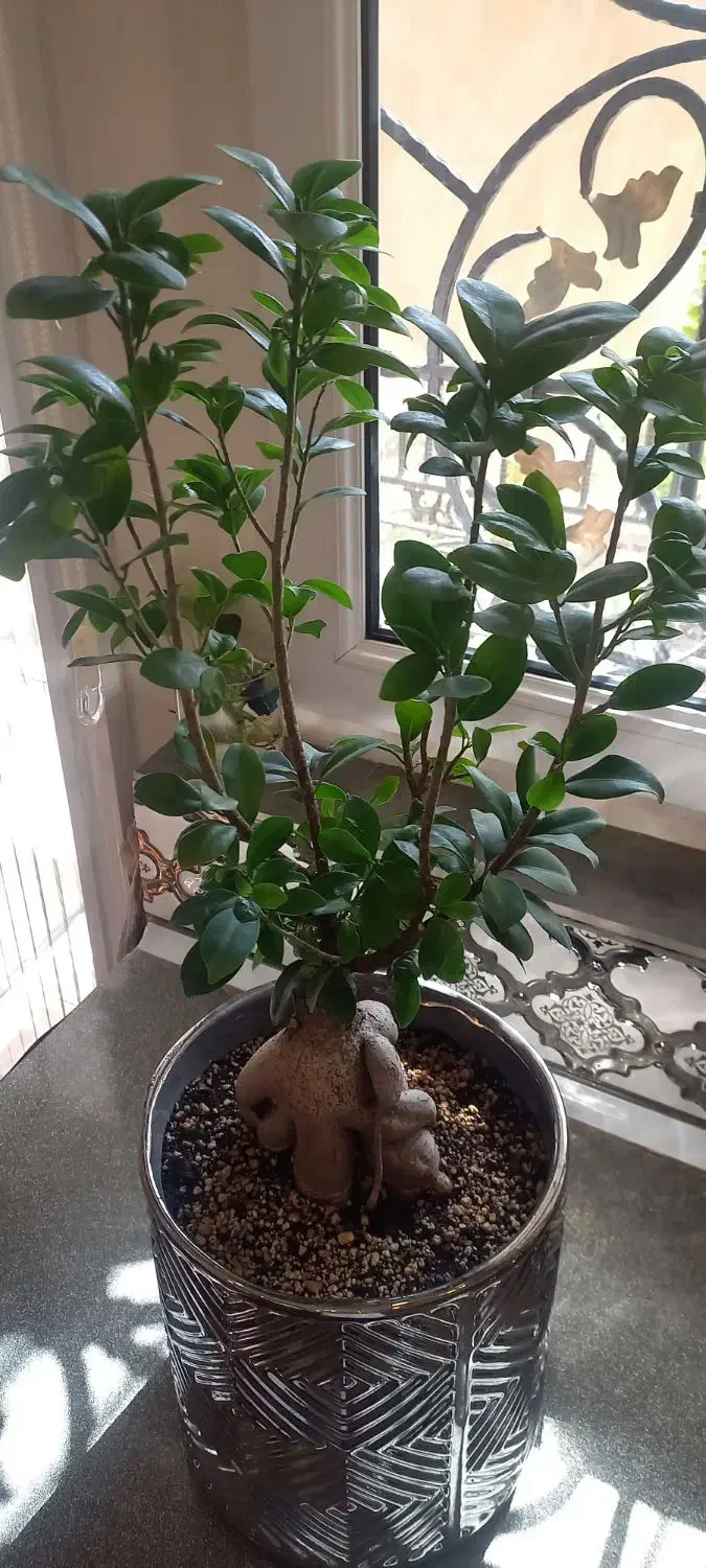 فروش بنسای زیر قیمت به دلیل جابجایی|گل و گیاه طبیعی|تهران, گلستان (شهرک راه آهن)|دیوار