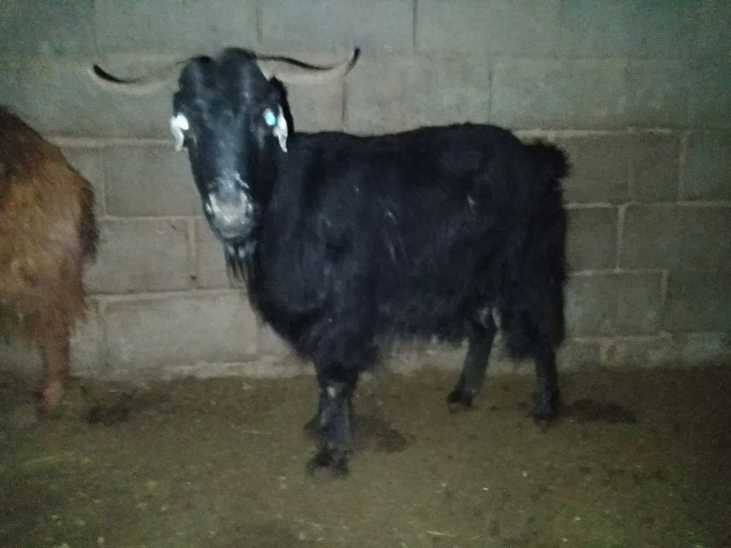 سه تا کاور فروشی|حیوانات مزرعه|گناباد, |دیوار