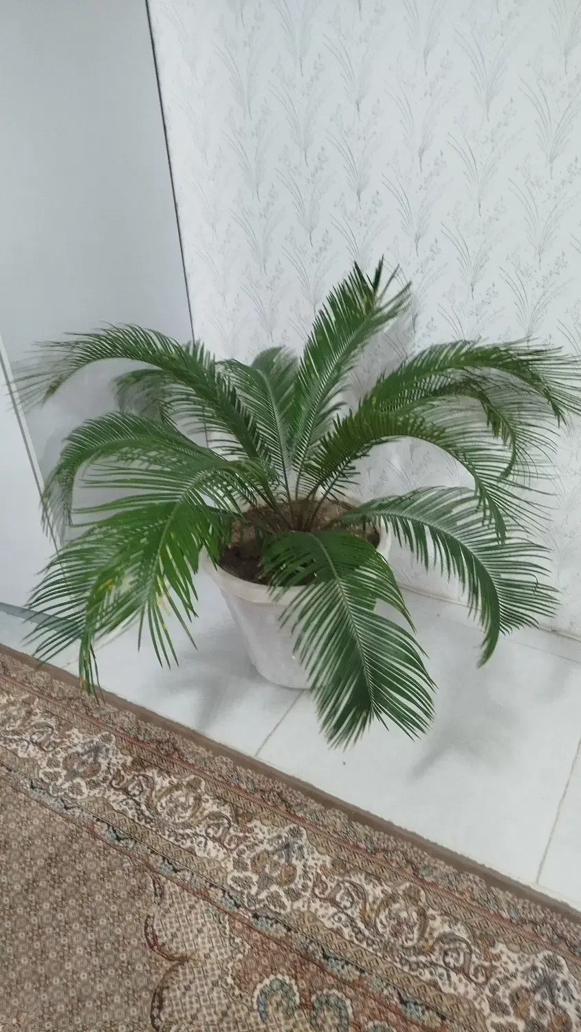 نخل بزرگ طبیعی|گل و گیاه طبیعی|اردبیل, |دیوار