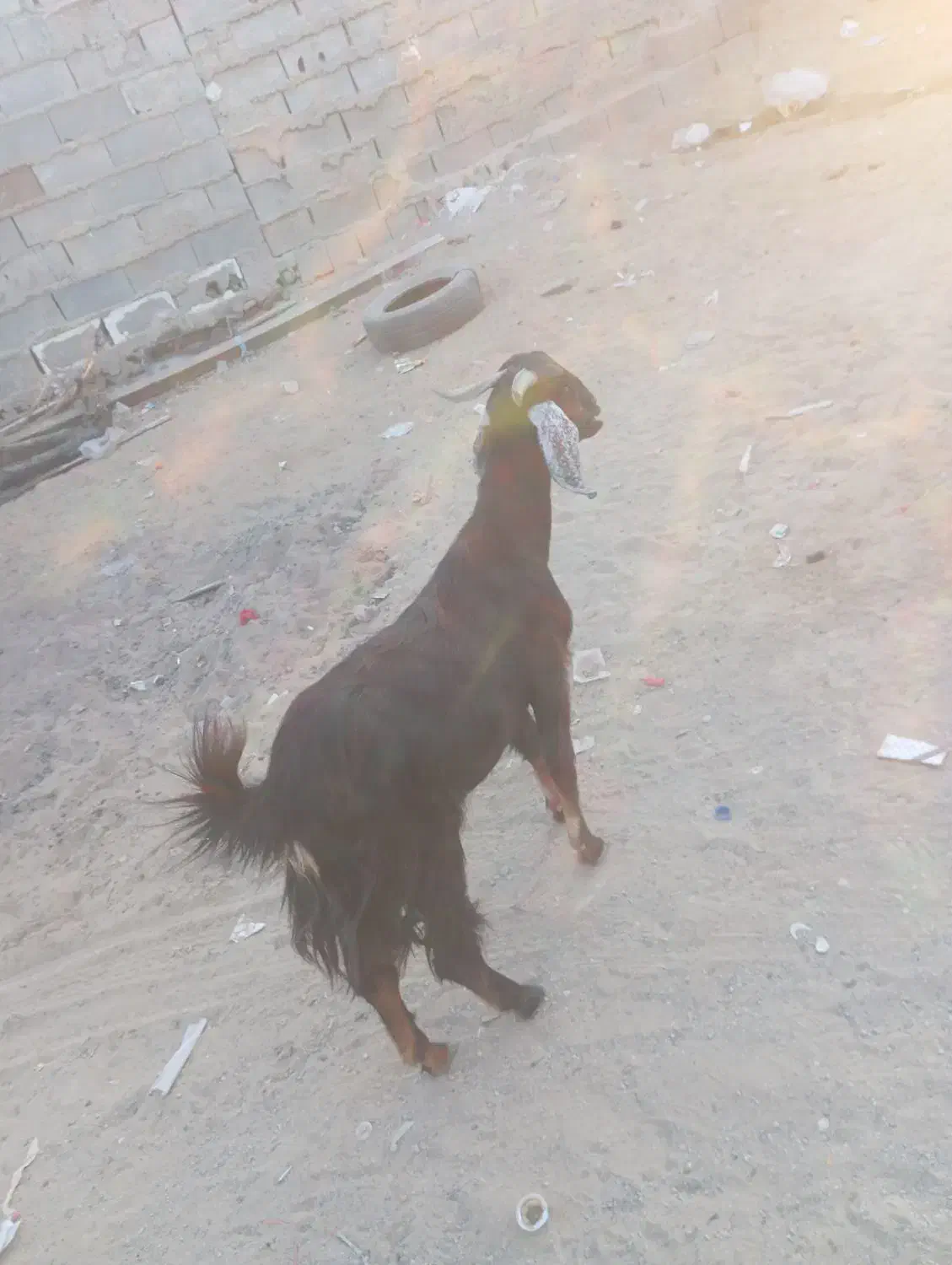 سیستان بلوچستان چابهار کمب للوه مسجد محمد رسول|حیوانات مزرعه|چابهار, |دیوار