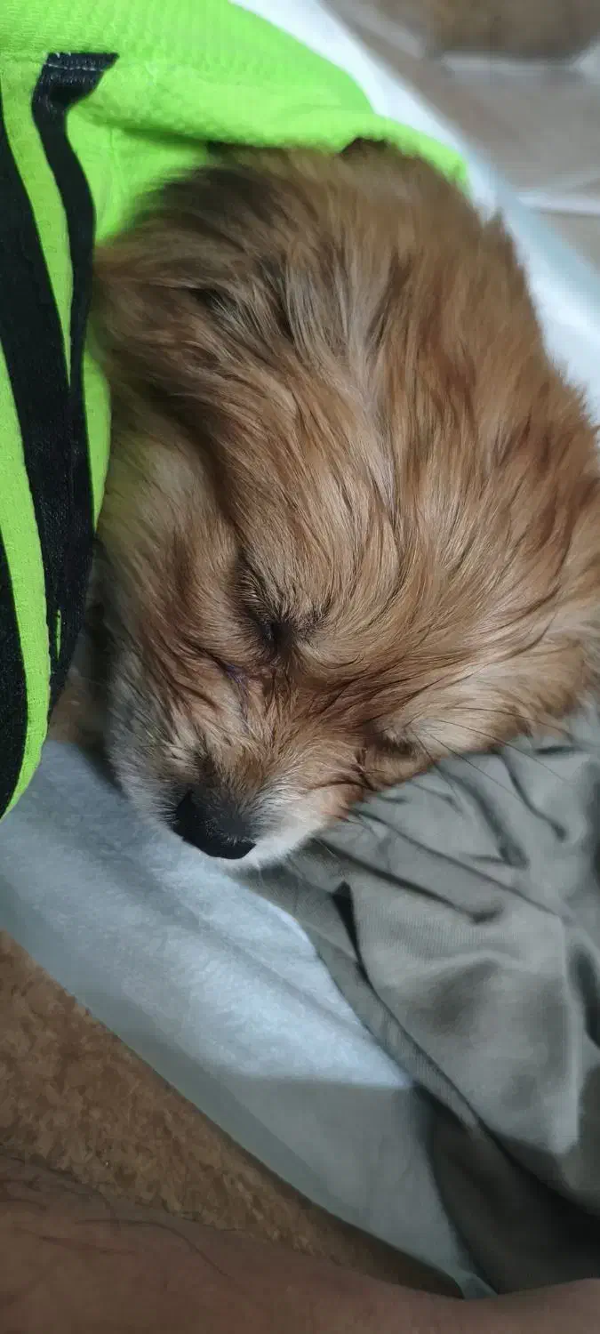 واگذاری سگ|سگ|مشکین‌دشت, |دیوار