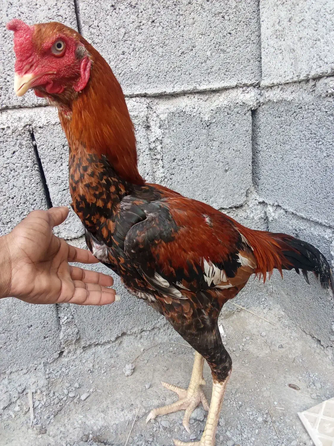 خروس|حیوانات مزرعه|میناب, |دیوار