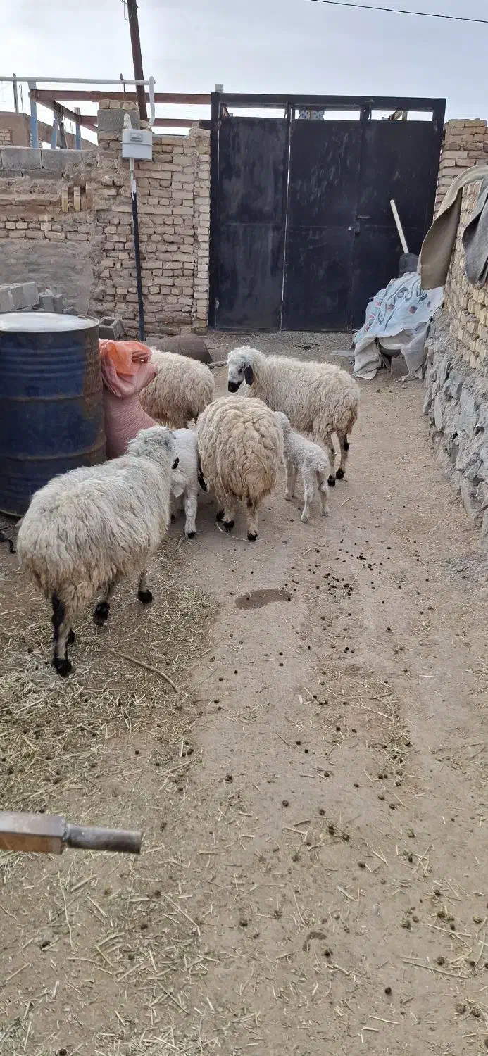 بز  میش|حیوانات مزرعه|جلگه ماژان, |دیوار