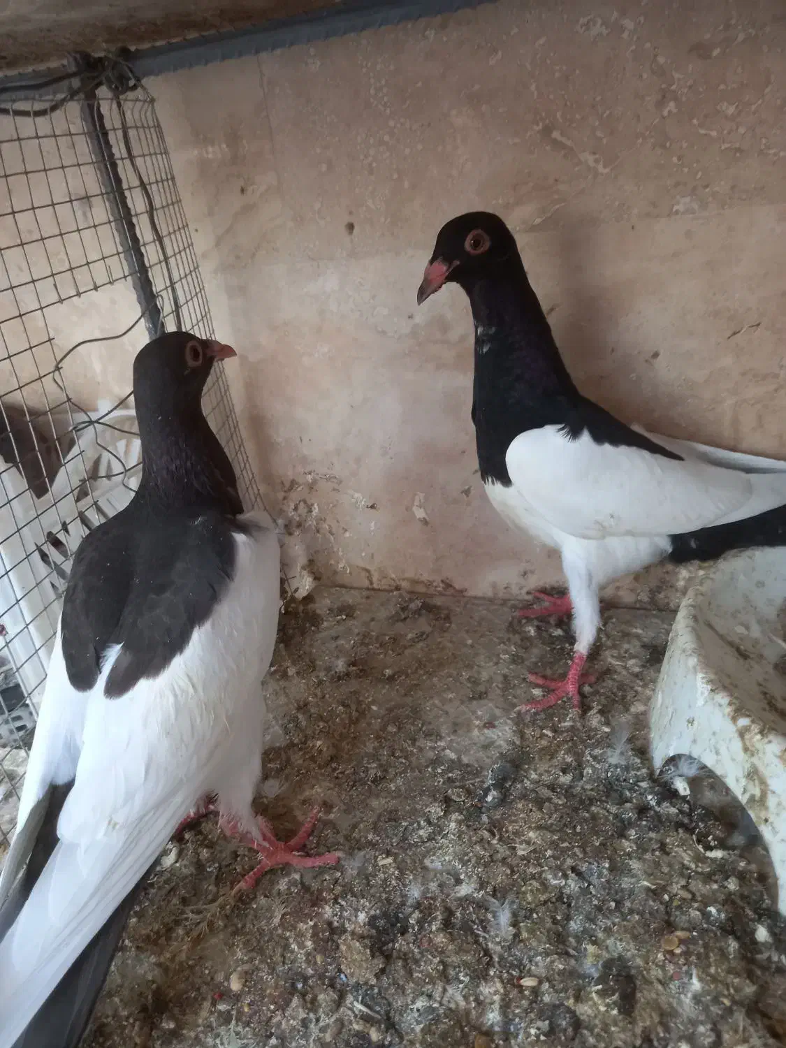 کفتر|پرنده|قائن, |دیوار