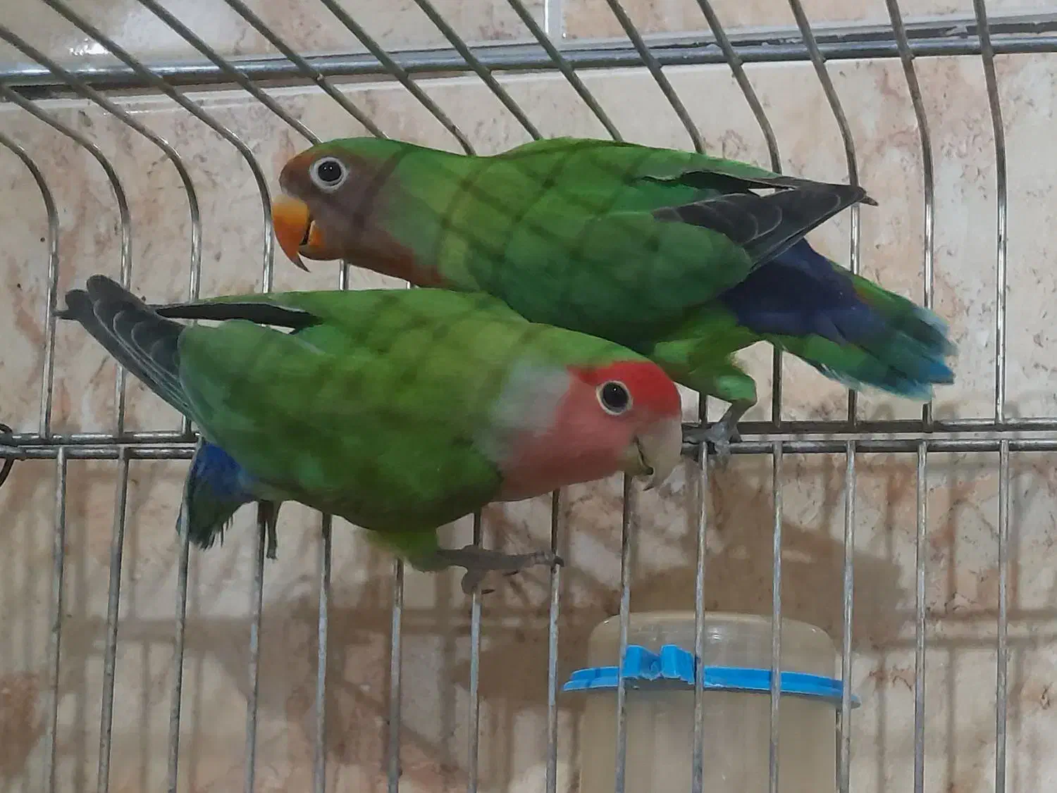 فروش یه جفت عروس هلندی و یه جفت فیشر|پرنده|رفسنجان, |دیوار