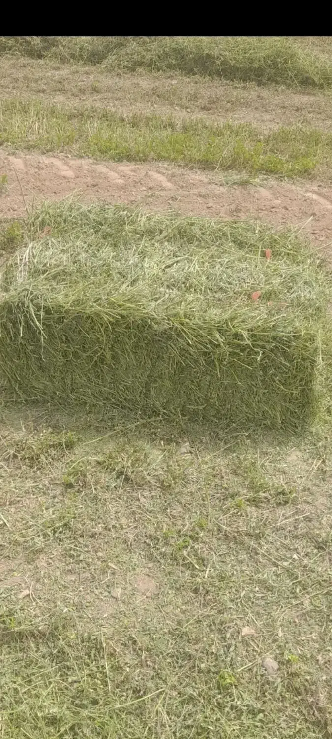 یونجه انباری|لوازم جانبی حیوانات|کنگاور, |دیوار