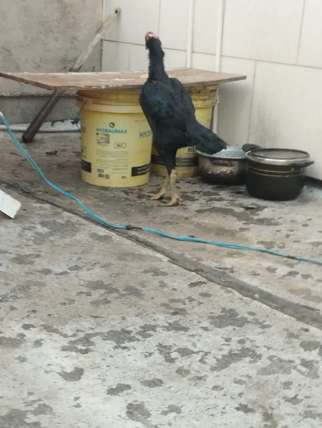 مرغ لاری اوشامو|حیوانات مزرعه|شهریار, شهرک بهاران (ویره)|دیوار