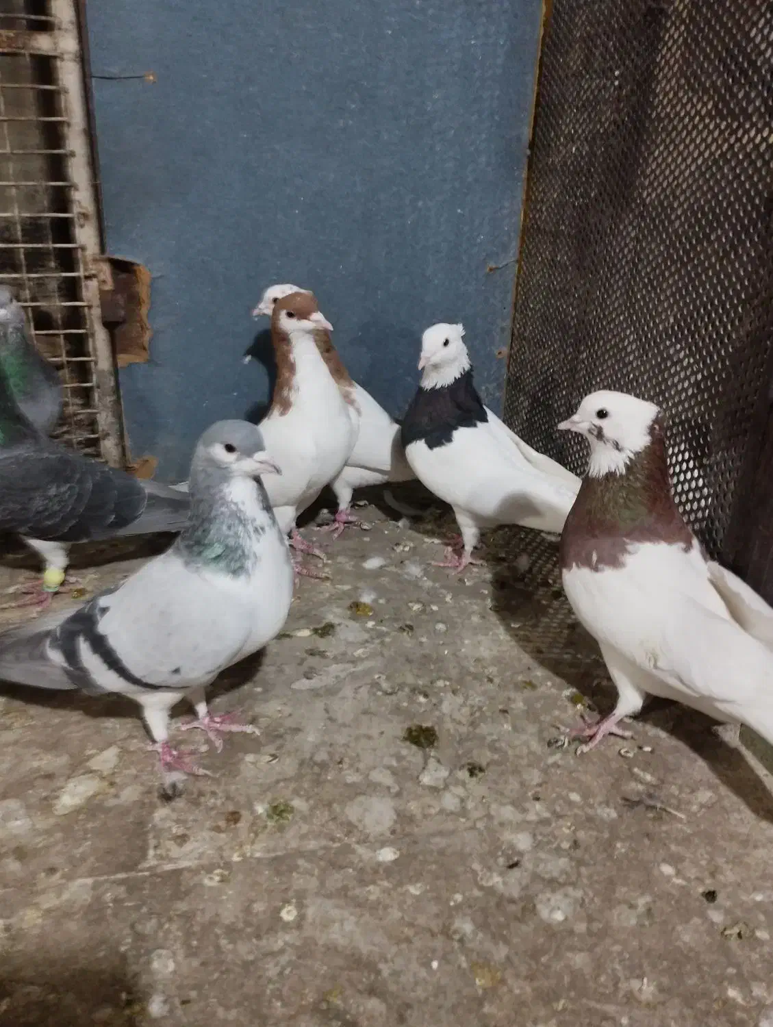 تعدادی پلاکی و شهری|پرنده|شیراز, سیاه سنگ|دیوار