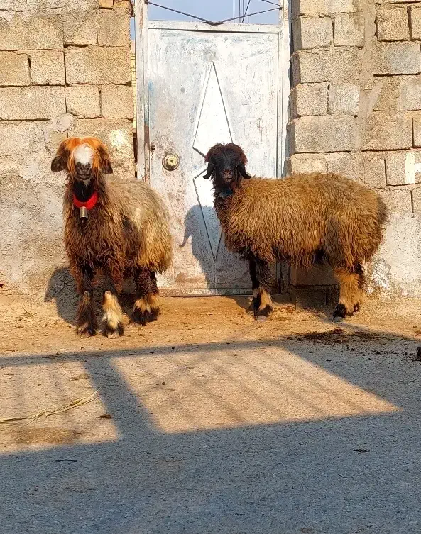 4راس میش سطح یک|حیوانات مزرعه|شوشتر, |دیوار