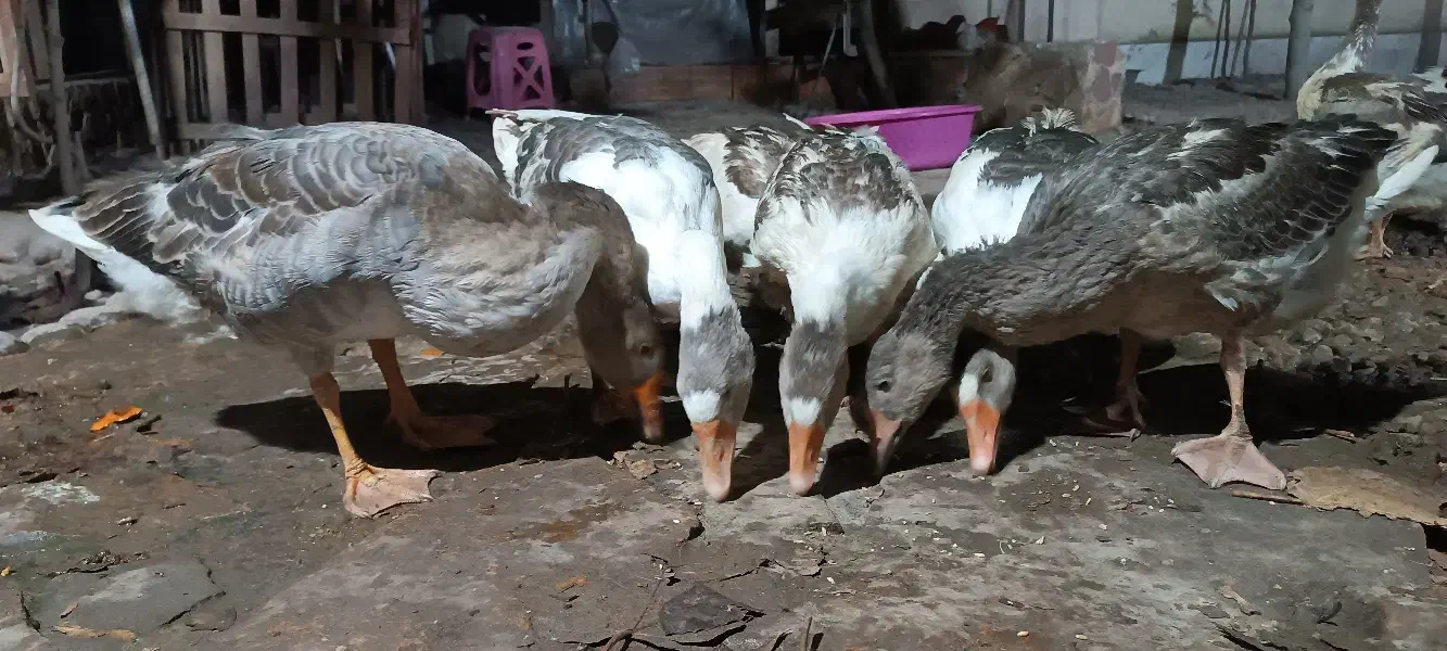 غاز  هشت ماهه|حیوانات مزرعه|ساری, |دیوار