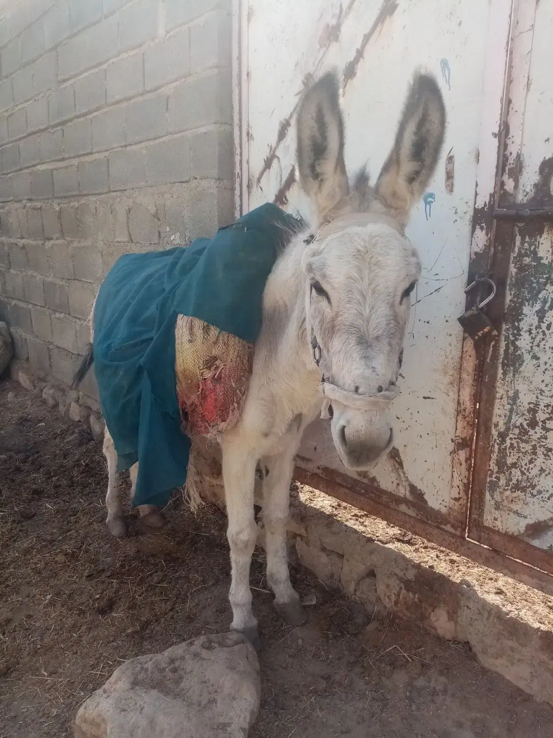 فروش الاغ گوسفندی سن تقریبعلا 6 سال|حیوانات مزرعه|شیروان (خراسان), |دیوار