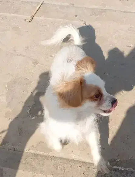 واگذاری سگ اشپیتز تریر|سگ|اهواز, فاز ۲ پادادشهر|دیوار