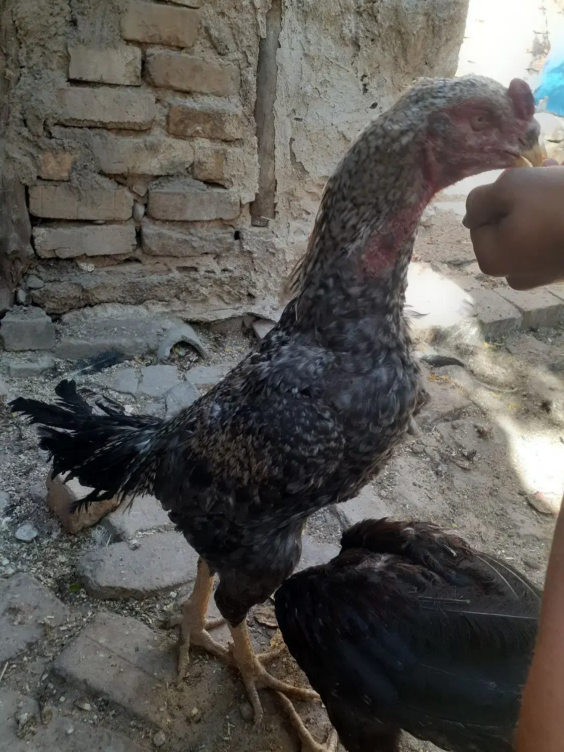 خروس لاری کوکو|حیوانات مزرعه|ضیاء آباد, |دیوار