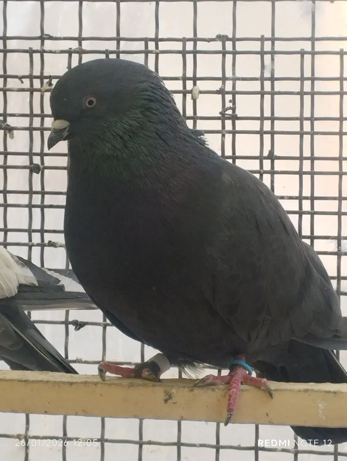 کفتر زاغ|پرنده|تهران, شهرک رضویه|دیوار