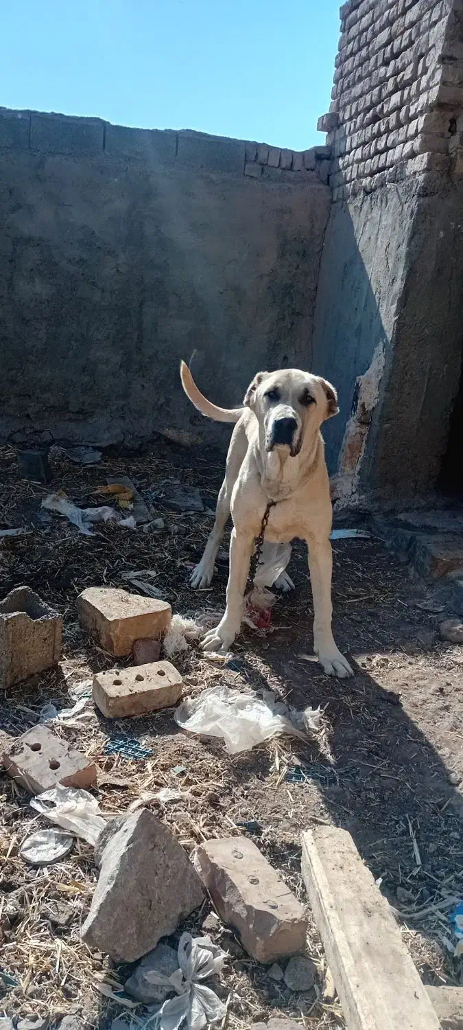 سگس|سگ|طاغنکوه, |دیوار