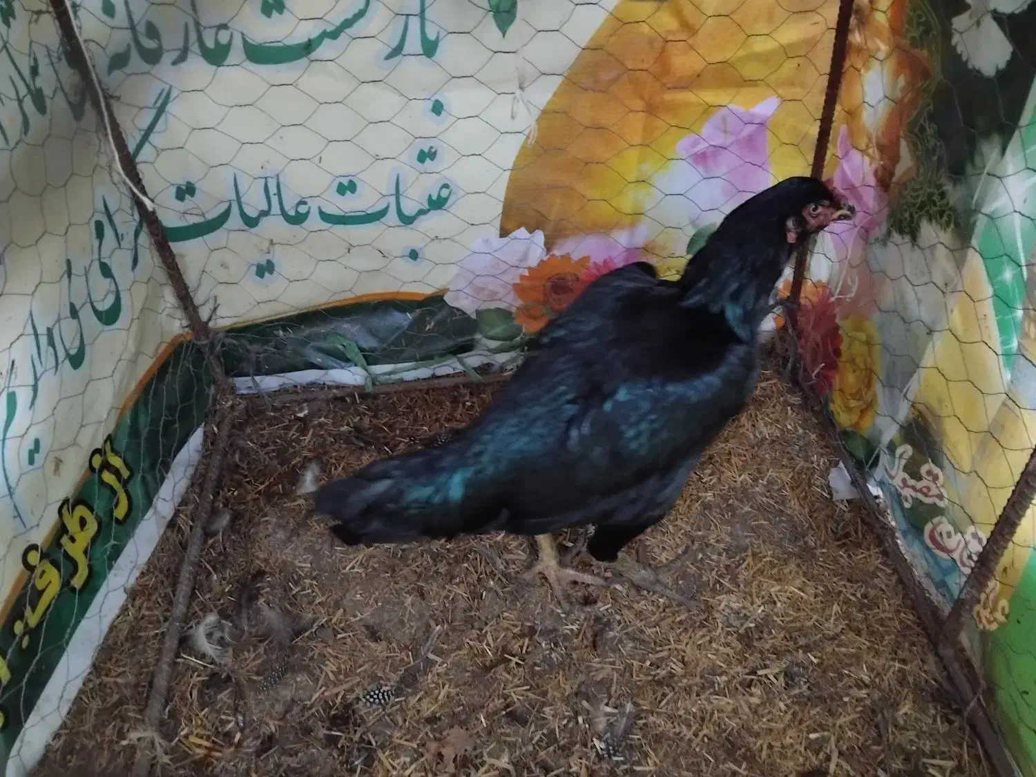 مرغ لاری اصیل|حیوانات مزرعه|بیله سوار, |دیوار