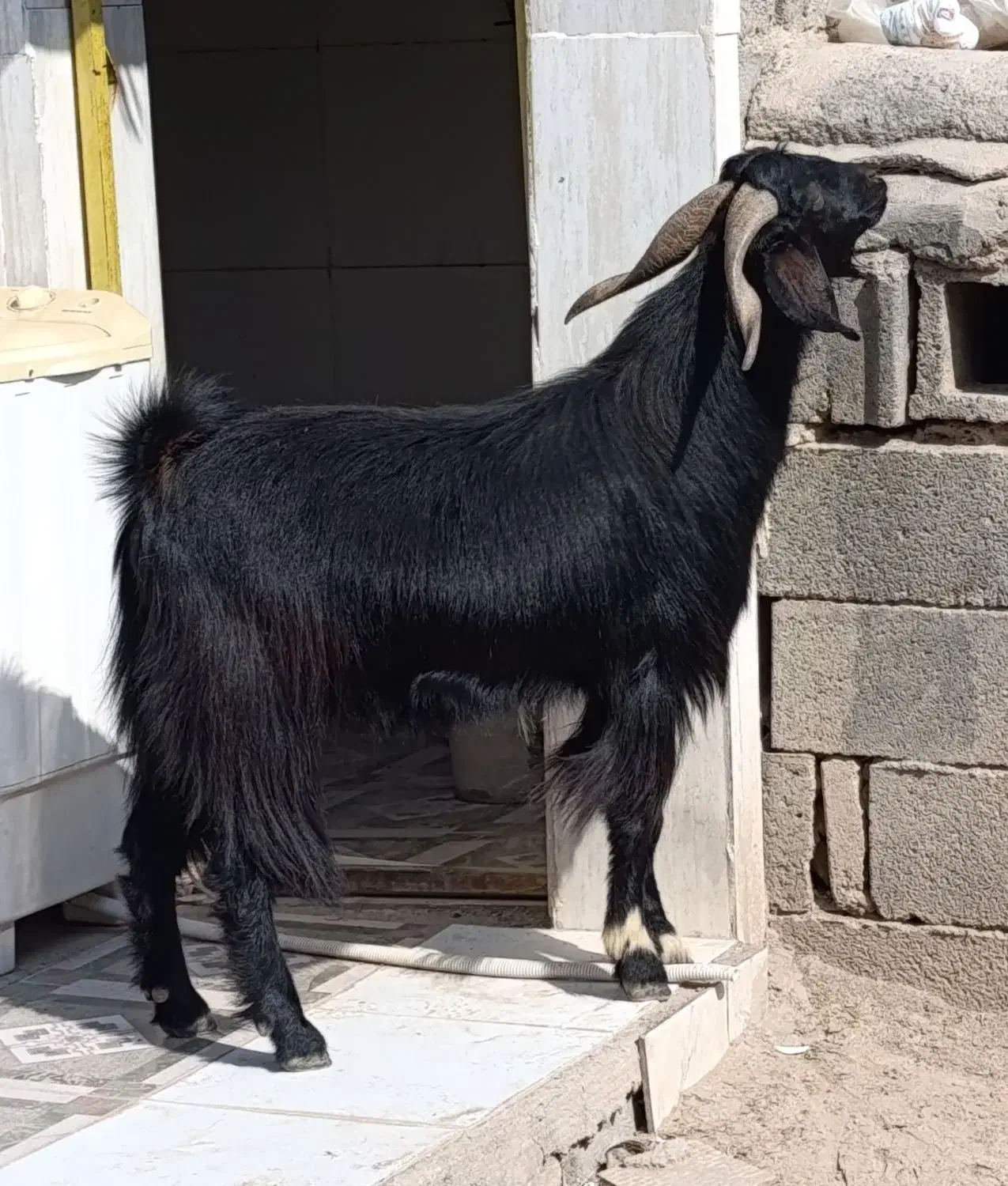 کهره نر چاق|حیوانات مزرعه|احمدی, |دیوار