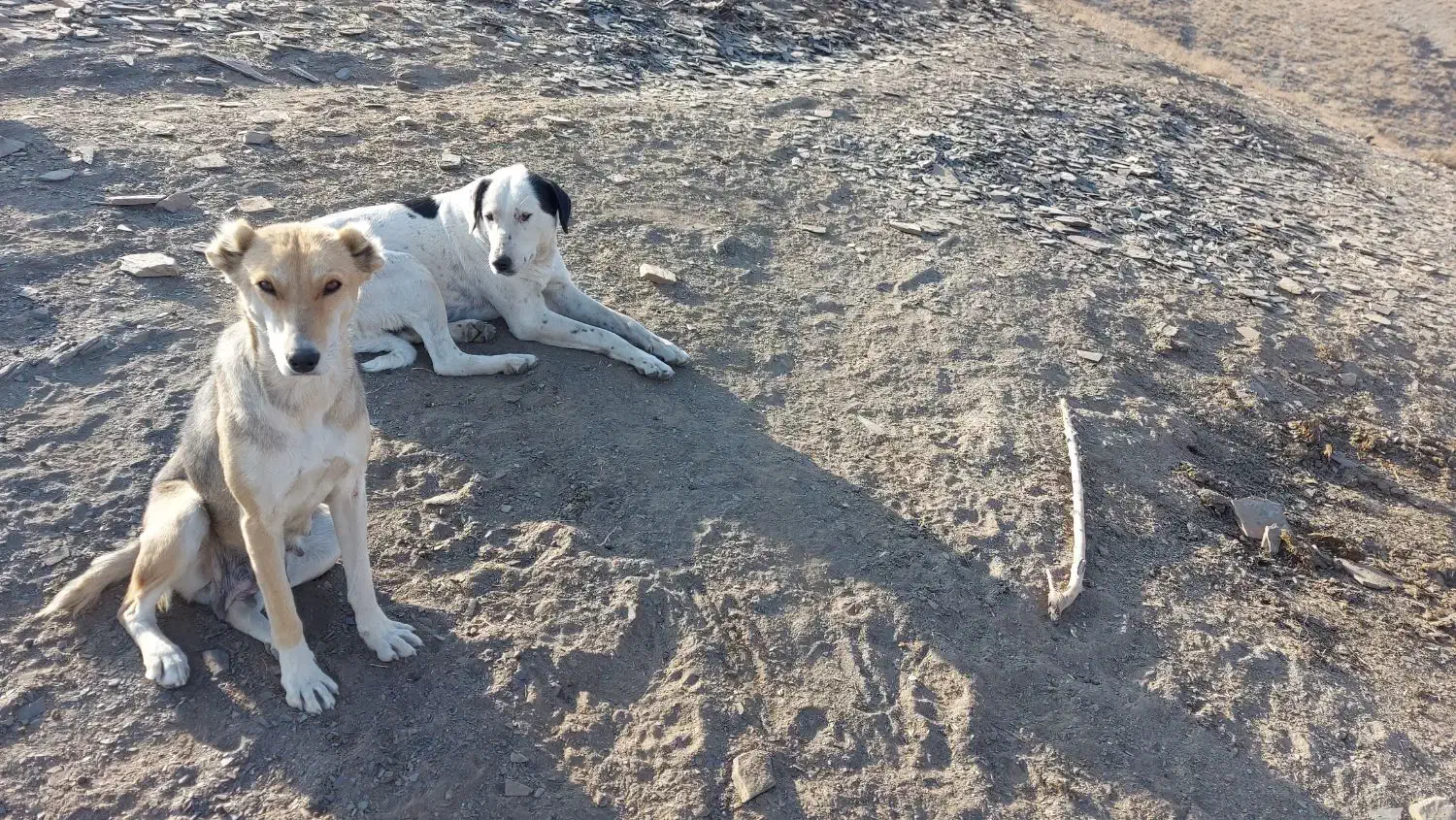 دو عدد سگ ماده نگهبان یکی گرگی|سگ|طرقبه, |دیوار