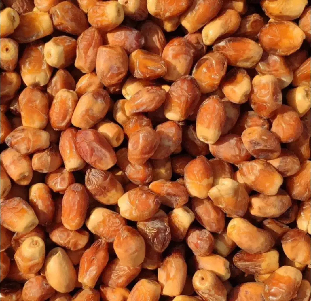 قصب درجه ۱|حراج|کازرون, |دیوار