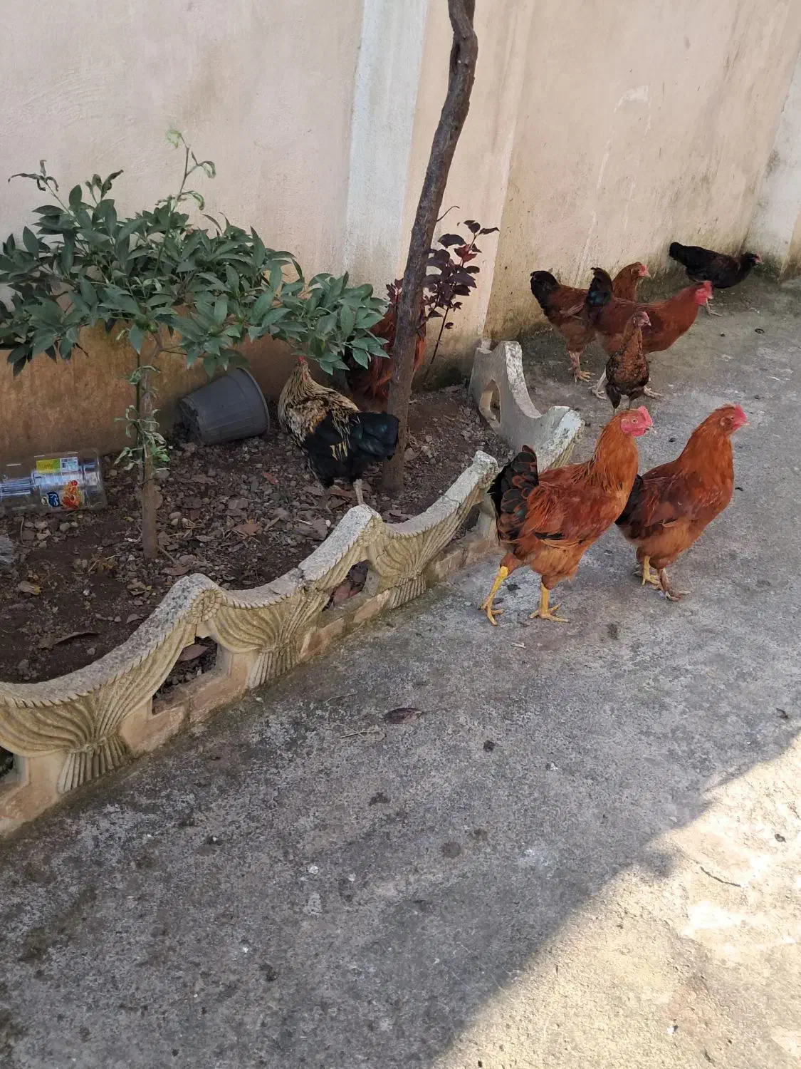 مرغ وخروس در فومن|حیوانات مزرعه|رشت, یخسازی|دیوار