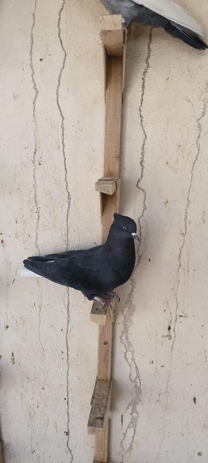 تعدادی ماده درجه یک|پرنده|مرودشت, فیروزی|دیوار