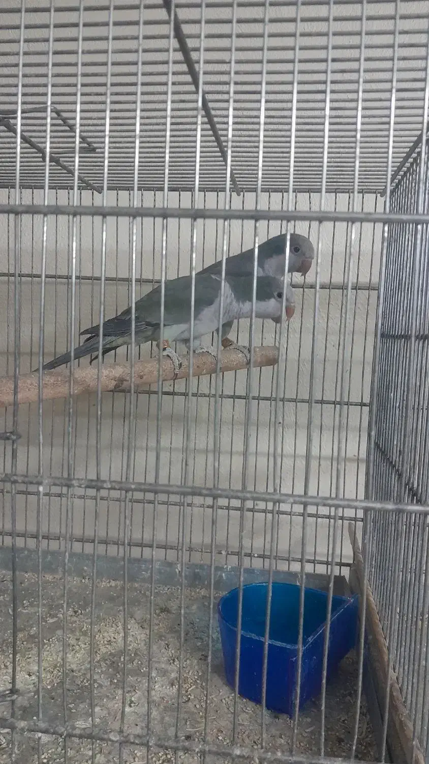 جفت های مولد راهب|پرنده|کرج, ساسانی (قلمستان)|دیوار